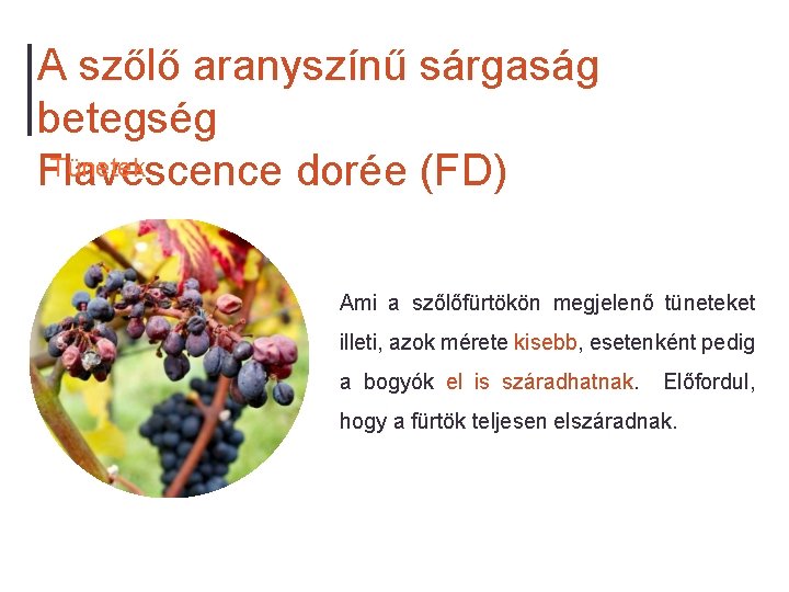 A szőlő aranyszínű sárgaság betegség Tünetek Flavescence dorée (FD) Ami a szőlőfürtökön megjelenő tüneteket