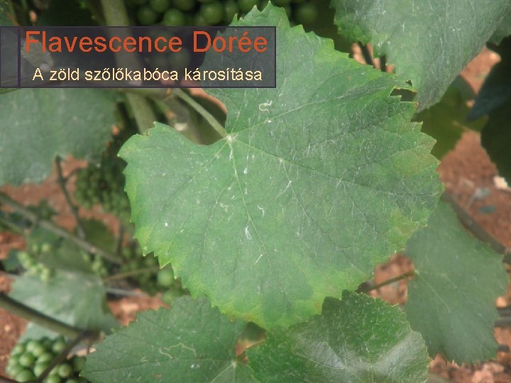 Flavescence Dorée A zöld szőlőkabóca károsítása 