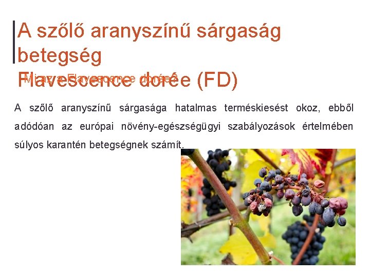 A szőlő aranyszínű sárgaság betegség Mi az a Flavescence dorée? Flavescence (FD) A szőlő