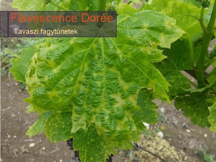 Flavescence Dorée Tavaszi fagytünetek 