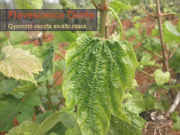 Flavescence Dorée Gyomirtó okozta elváltozások 
