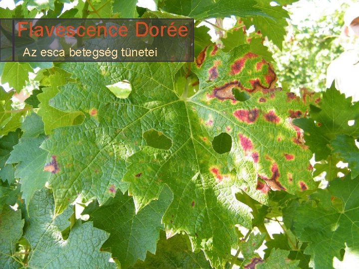 Flavescence Dorée Az esca betegség tünetei 