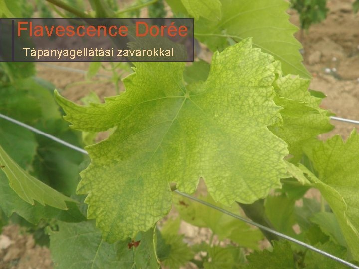 Flavescence Dorée Tápanyagellátási zavarokkal 