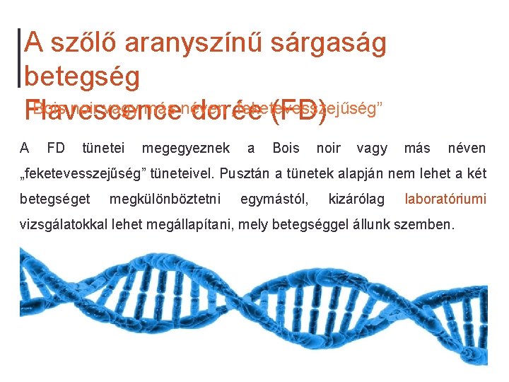 A szőlő aranyszínű sárgaság betegség Bois noir vagy más néven „feketevesszejűség” Flavescence dorée (FD)