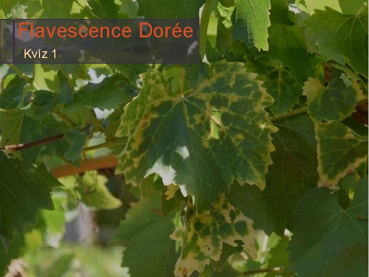 Flavescence Dorée Kvíz 1 