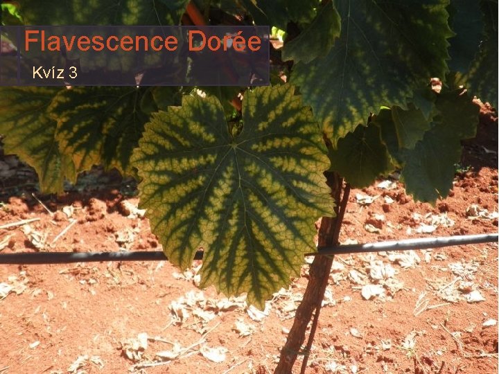 Flavescence Dorée Kvíz 3 