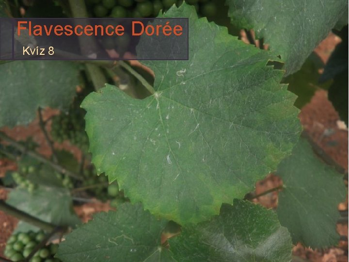 Flavescence Dorée Kvíz 8 