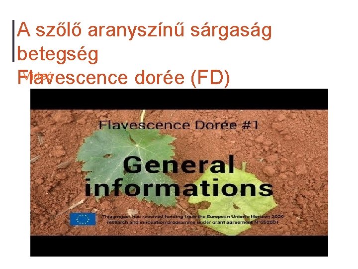A szőlő aranyszínű sárgaság betegség Videó Flavescence dorée (FD) 