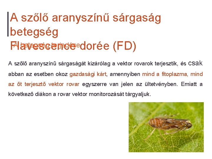 A szőlő aranyszínű sárgaság betegség A betegség terjedésedorée (FD) Flavescence A szőlő aranyszínű sárgaságát