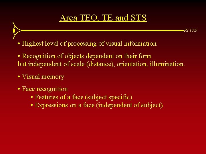 Area TEO, TE and STS PS 1003 • Highest level of processing of visual