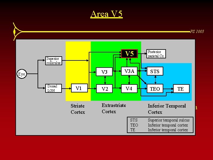 Area V 5 PS 1003 • Also called Area MT (medial temporal cortex) Posterior