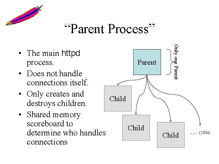 “Parent Process” Only one Parent • The main httpd Parent process. • Does not
