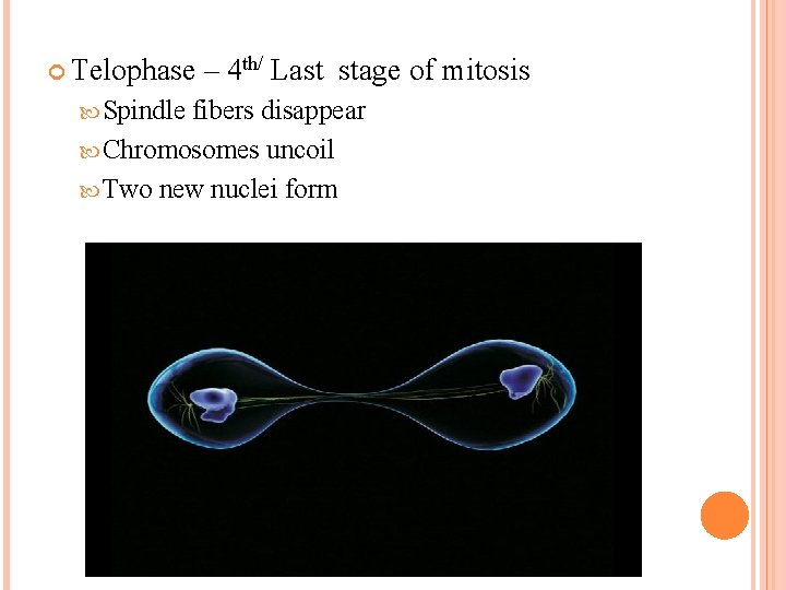  Telophase Spindle – 4 th/ Last stage of mitosis fibers disappear Chromosomes uncoil