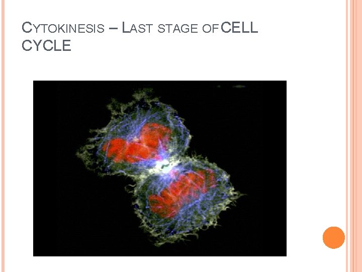 CYTOKINESIS – LAST STAGE OF CELL CYCLE 