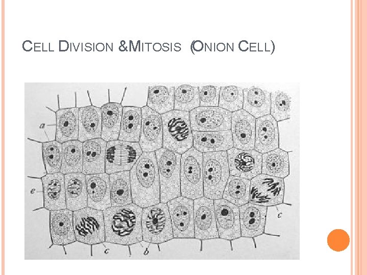 CELL DIVISION & MITOSIS (ONION CELL) 