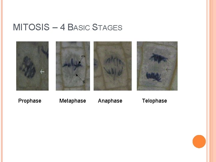 MITOSIS – 4 BASIC STAGES Prophase Metaphase Anaphase Telophase 