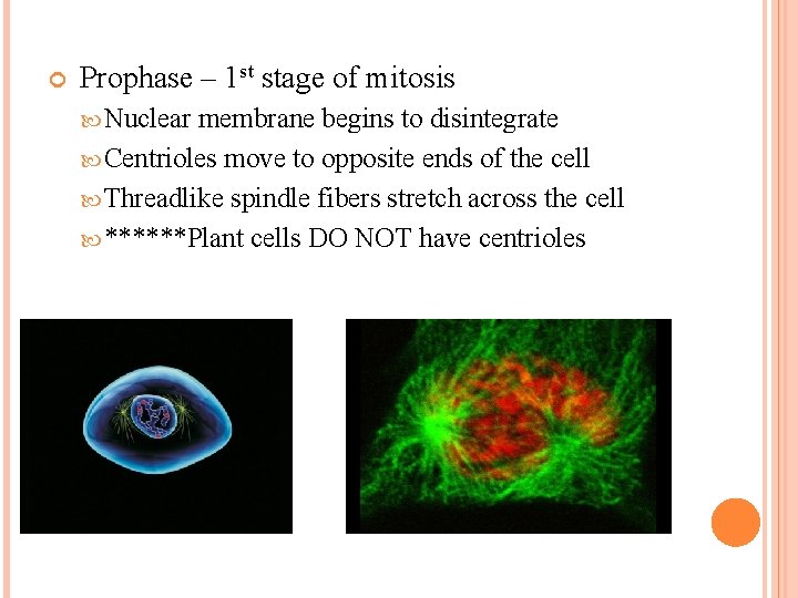  Prophase – 1 st stage of mitosis Nuclear membrane begins to disintegrate Centrioles