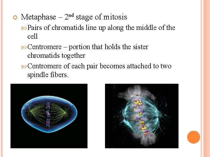  Metaphase – 2 nd stage of mitosis Pairs of chromatids line up along