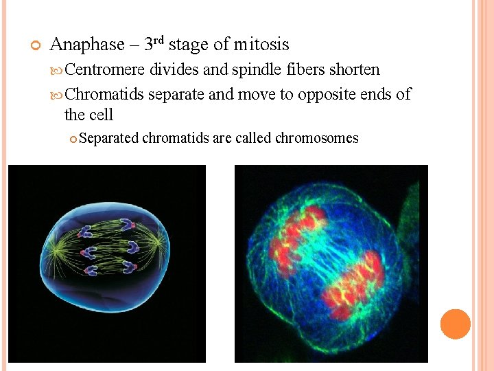  Anaphase – 3 rd stage of mitosis Centromere divides and spindle fibers shorten