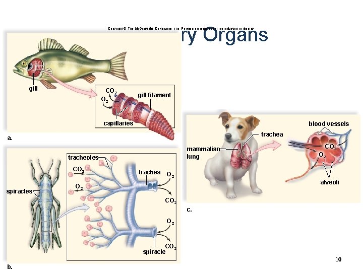 Respiratory Organs Copyright © The Mc. Graw-Hill Companies, Inc. Permission required for reproduction or