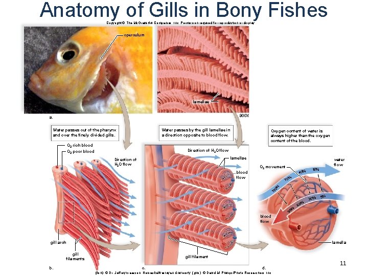 Anatomy of Gills in Bony Fishes Copyright © The Mc. Graw-Hill Companies, Inc. Permission