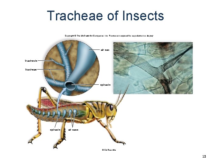 Tracheae of Insects Copyright © The Mc. Graw-Hill Companies, Inc. Permission required for reproduction