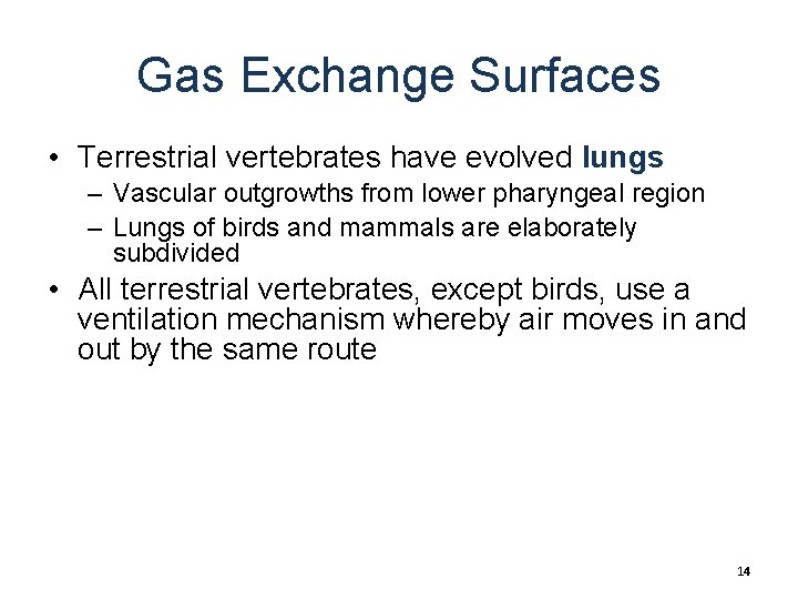 Gas Exchange Surfaces • Terrestrial vertebrates have evolved lungs – Vascular outgrowths from lower