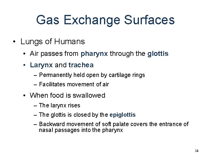 Gas Exchange Surfaces • Lungs of Humans • Air passes from pharynx through the