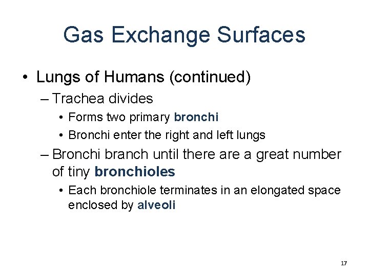 Gas Exchange Surfaces • Lungs of Humans (continued) – Trachea divides • Forms two