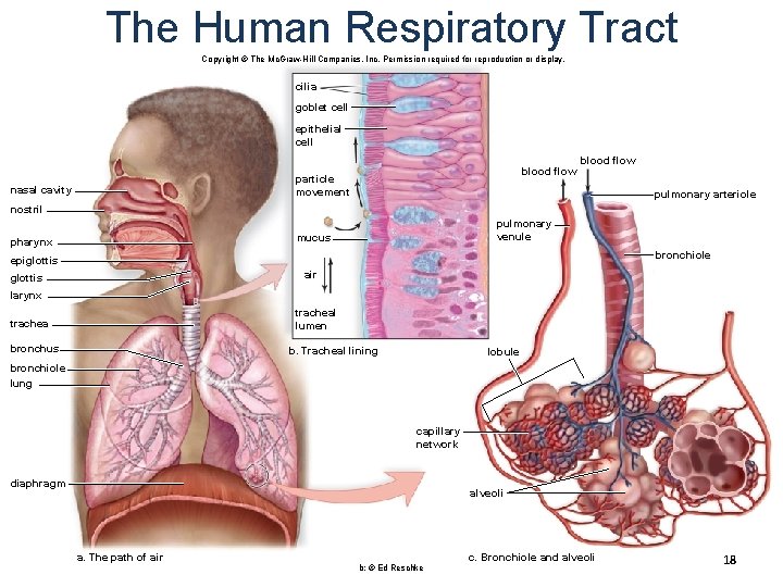 The Human Respiratory Tract Copyright © The Mc. Graw-Hill Companies, Inc. Permission required for