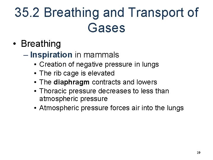 35. 2 Breathing and Transport of Gases • Breathing – Inspiration in mammals •