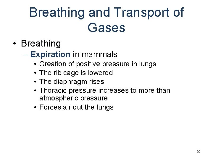 Breathing and Transport of Gases • Breathing – Expiration in mammals • • Creation