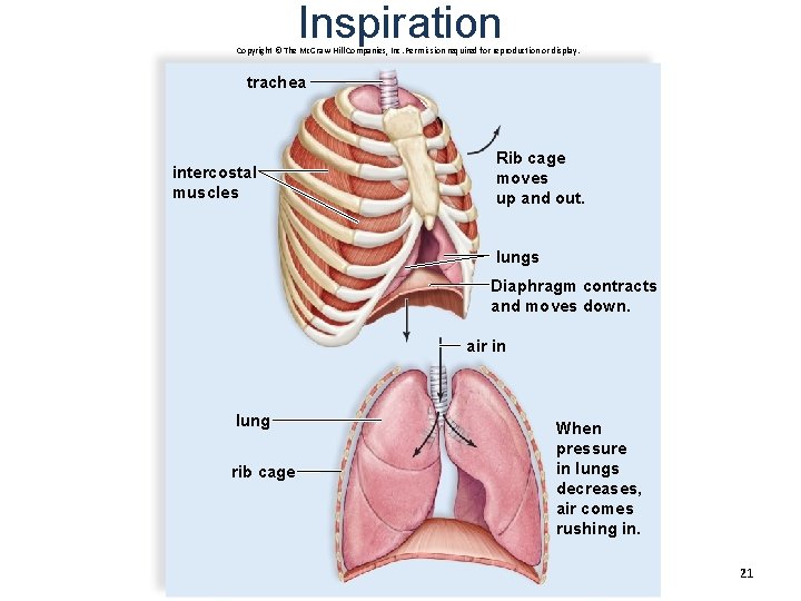 Inspiration Copyright © The Mc. Graw-Hill Companies, Inc. Permission required for reproduction or display.