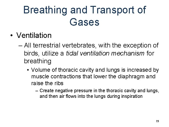 Breathing and Transport of Gases • Ventilation – All terrestrial vertebrates, with the exception