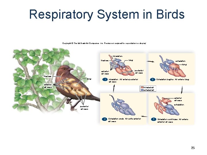 Respiratory System in Birds Copyright © The Mc. Graw-Hill Companies, Inc. Permission required for