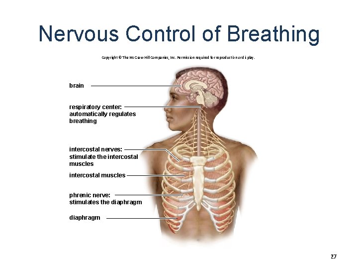 Nervous Control of Breathing Copyright © The Mc. Graw-Hill Companies, Inc. Permission required for