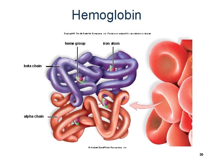 Hemoglobin Copyright © The Mc. Graw-Hill Companies, Inc. Permission required for reproduction or display.