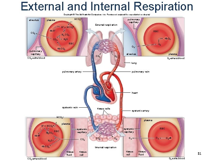 External and Internal Respiration Copyright © The Mc. Graw-Hill Companies, Inc. Permission required for