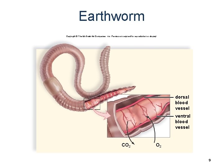 Earthworm Copyright © The Mc. Graw-Hill Companies, Inc. Permission required for reproduction or display.