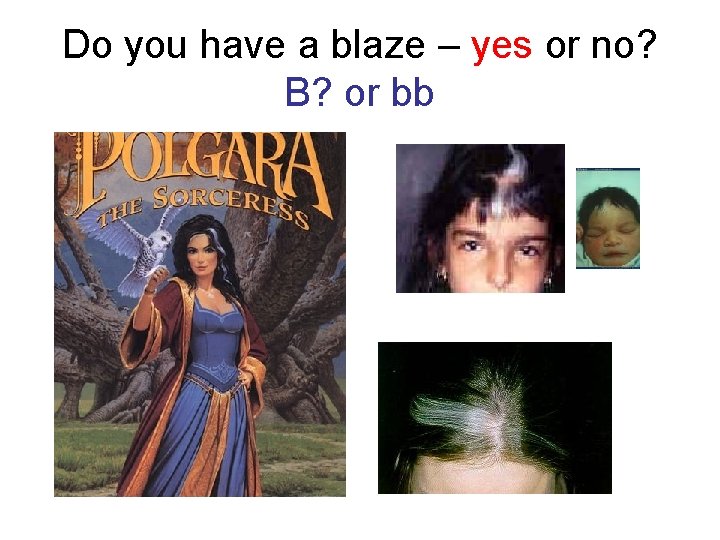Do you have a blaze – yes or no? B? or bb 