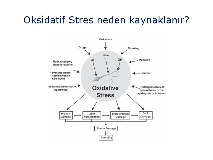 Oksidatif Stres neden kaynaklanır? 