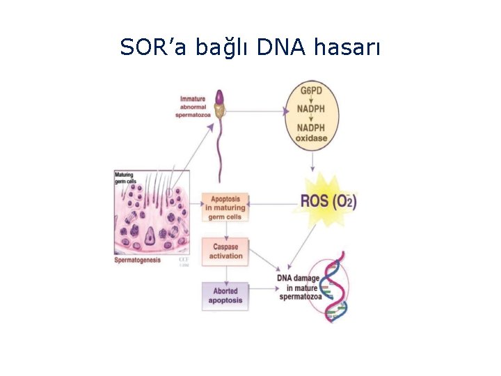 SOR’a bağlı DNA hasarı 