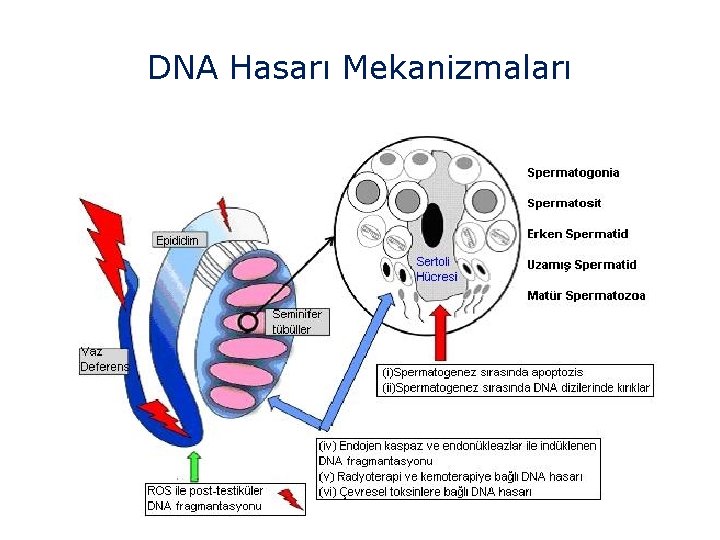 DNA Hasarı Mekanizmaları 