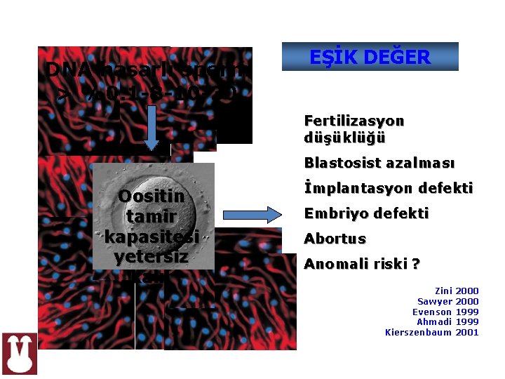 DNA hasarlı sperm > %0. 1 -8 -10 -30 EŞİK DEĞER Fertilizasyon düşüklüğü Blastosist