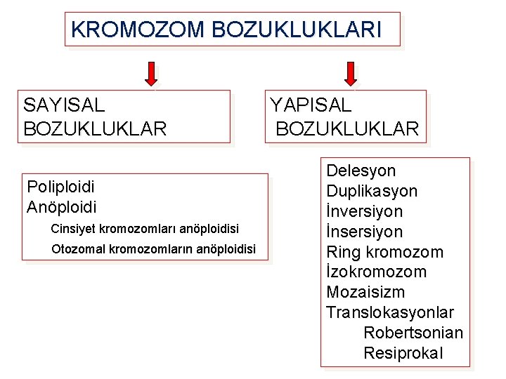 KROMOZOM BOZUKLUKLARI SAYISAL BOZUKLUKLAR Poliploidi Anöploidi Cinsiyet kromozomları anöploidisi Otozomal kromozomların anöploidisi YAPISAL BOZUKLUKLAR