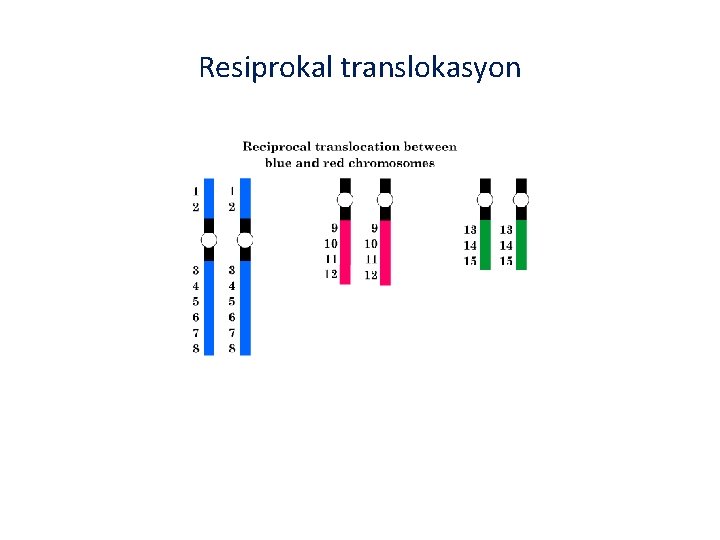 Resiprokal translokasyon 