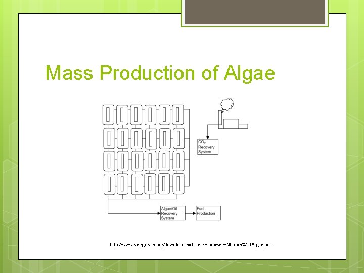 Mass Production of Algae http: //www. veggievan. org/downloads/articles/Biodiesel%20 from%20 Algae. pdf 