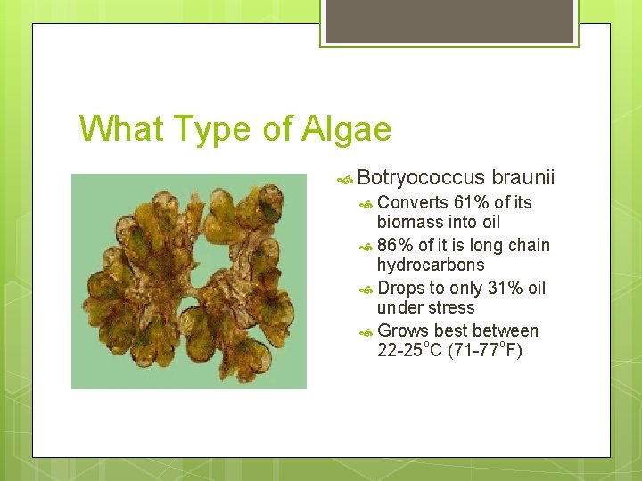 What Type of Algae Botryococcus braunii Converts 61% of its biomass into oil 86%
