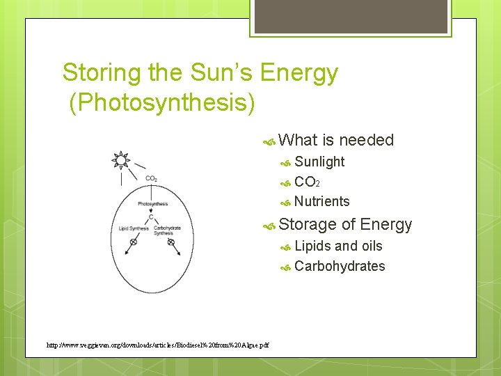 Storing the Sun’s Energy (Photosynthesis) What is needed Sunlight CO 2 Nutrients Storage of