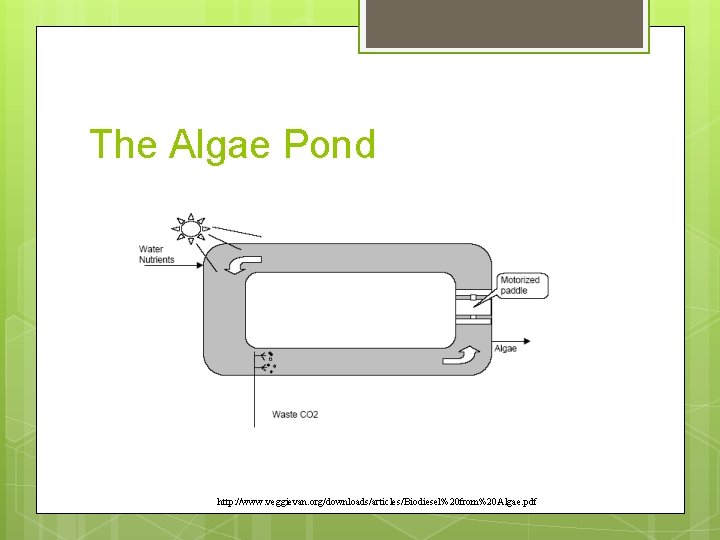 The Algae Pond http: //www. veggievan. org/downloads/articles/Biodiesel%20 from%20 Algae. pdf 